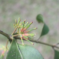 Dendrophthoe neelgherrensis (Wight & Arn.) Tiegh.